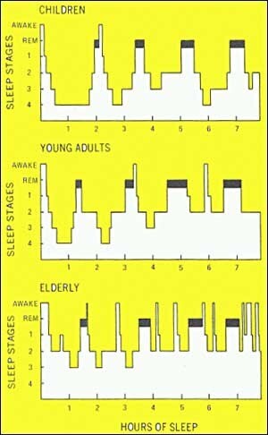 Infographic of different sleep stages between children, young adults and elderly
